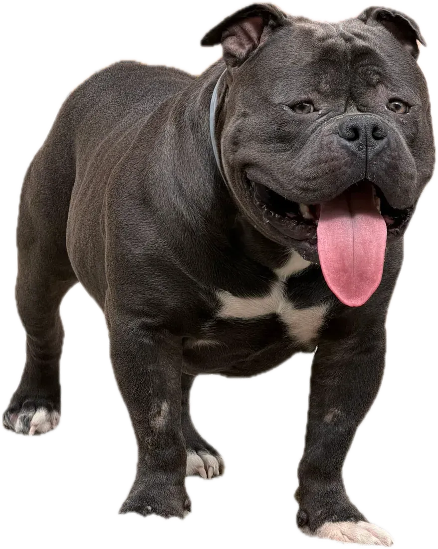 Blue, mascul American Bully Standard, albastru
