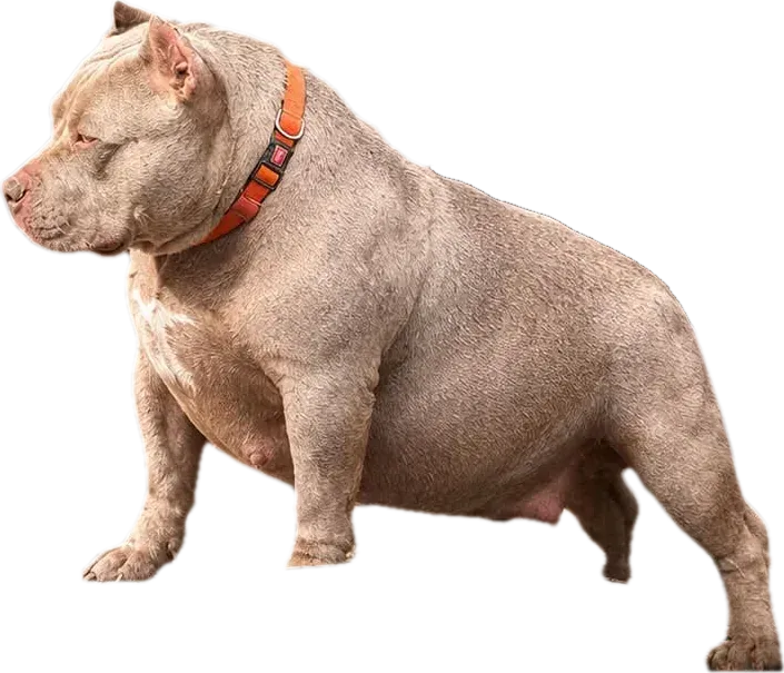 Ivana, femelă American Bully
