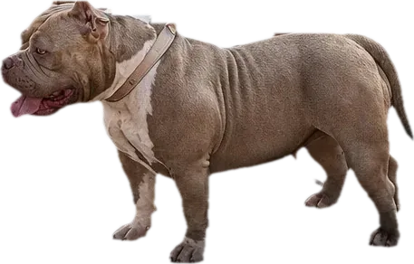 Sarah, femelă American Bully