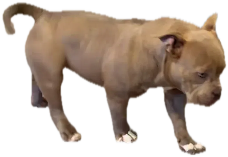 Thor, mascul American Bully